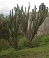 cactus-sm.jpg