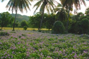 Fertile lands destined to be flooded by proposed dam project